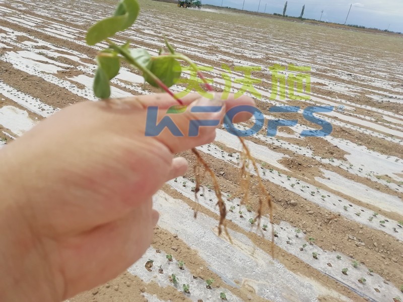 水溶肥哪個品牌好？種植戶是這樣說的