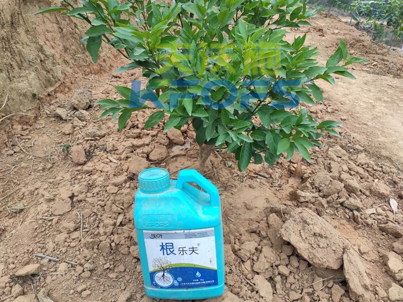 生根劑如何選擇？這篇說全了