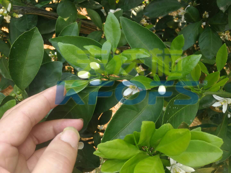 果樹?；ū９~面肥如何選擇