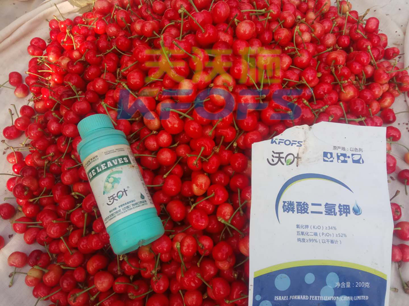 ?；ū９~面肥，哪個牌子好？