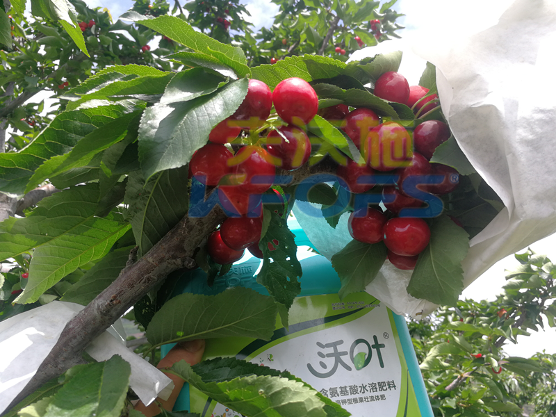 水溶肥哪家好，看完這篇再做決定！