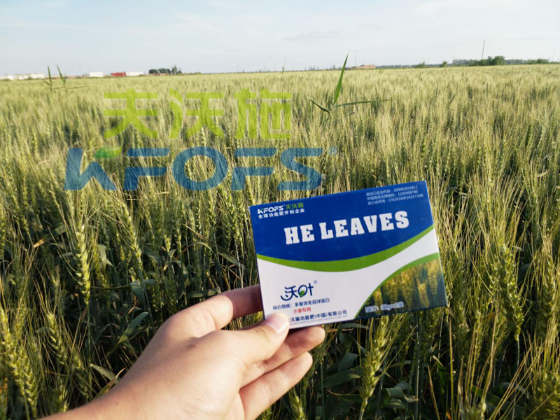 葉面肥-小麥甩沃葉葉面肥效果.png