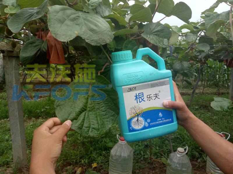 生根劑-獼猴桃用沃葉根樂(lè)夫生根劑效果.png