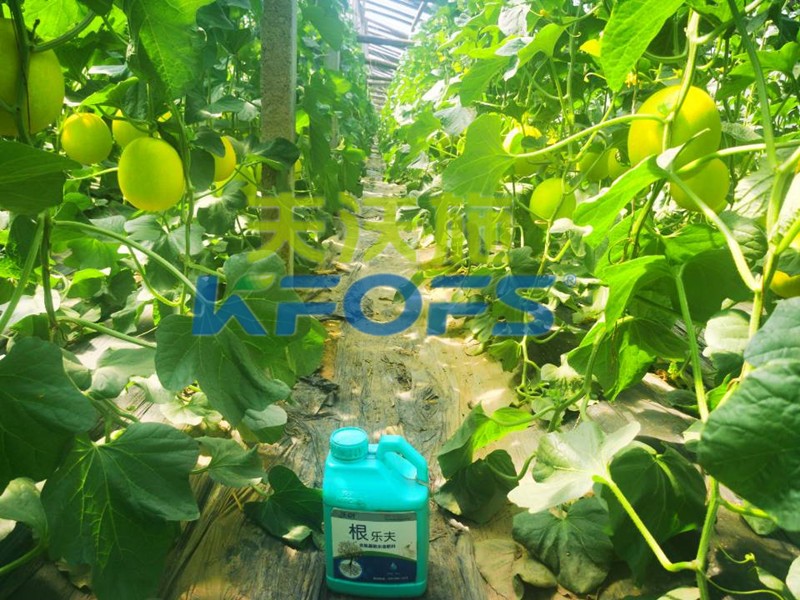 水溶肥選擇有困難，這篇文章幫助你！