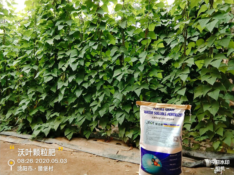 豆角用什么肥料產(chǎn)量高-沃葉顆粒水溶肥1.png