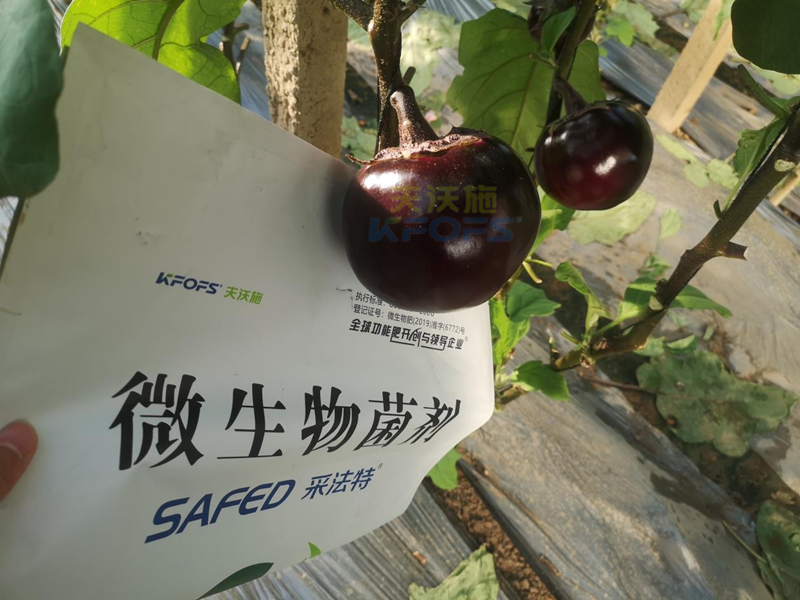 茄子用什么肥料產(chǎn)量高-采法特菌劑.png