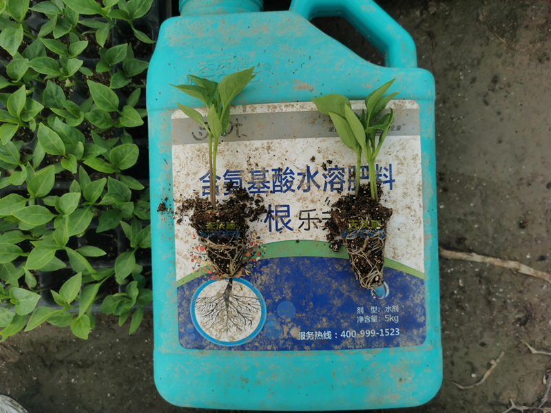 生根劑和生根粉的區(qū)別，別再傻傻分不清了！