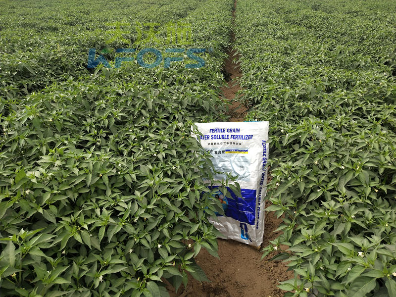 水溶肥的正確使用方法-沃葉顆粒水溶肥.png