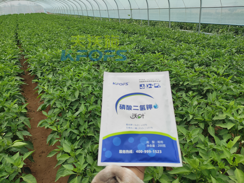 磷酸二氫鉀怎么用-沃葉磷酸二氫鉀辣椒.png