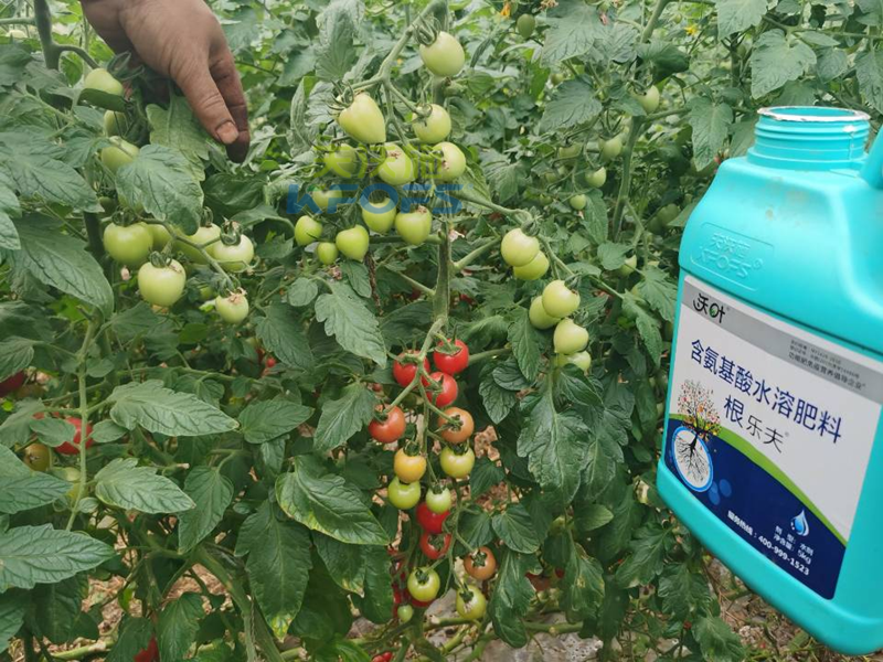 種蔬菜用什么肥料好-沃葉根樂夫圣女果.png