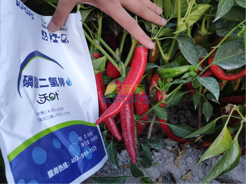 辣椒施什么肥比較好？葉面肥必不可少！