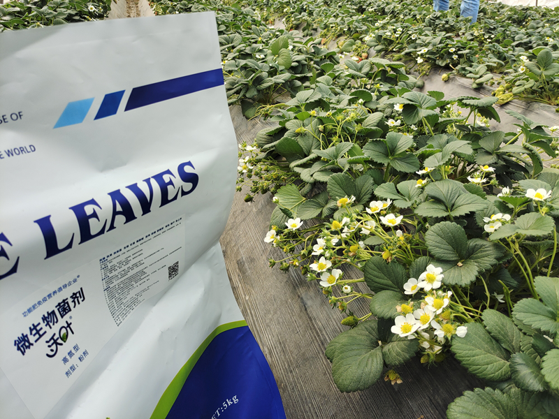 草莓用什么水溶肥好-沃葉微生物菌劑1.png