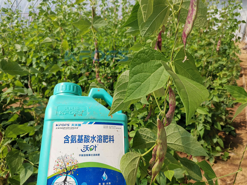 豆角追肥用什么肥料好？楊總很有發(fā)言權！