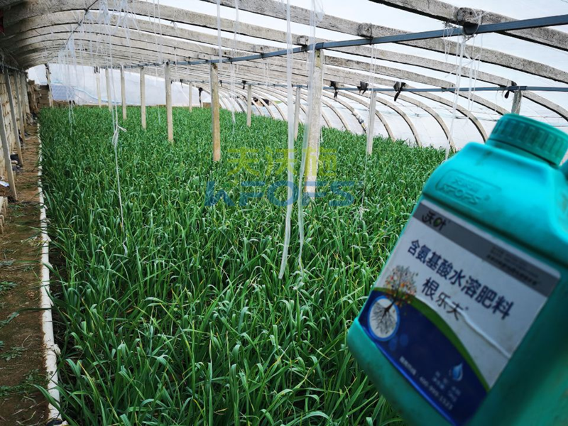 大蒜施什么肥料好？徐大叔案例告訴你答案！