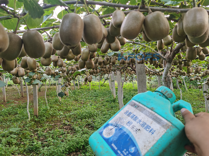 獼猴桃用什么水溶肥好？陳大叔一直推薦這款！