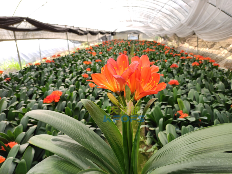 給花施肥用什么肥料？福建基地張總真實反饋！