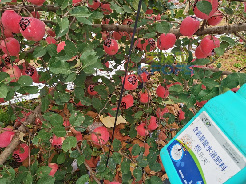 蘋果水溶肥哪個牌子好？周總始終推薦沃葉！