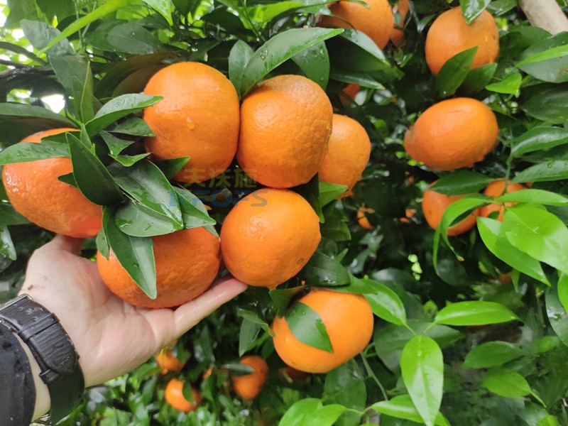 沃柑用什么肥料長得快？張大哥推薦沃葉！