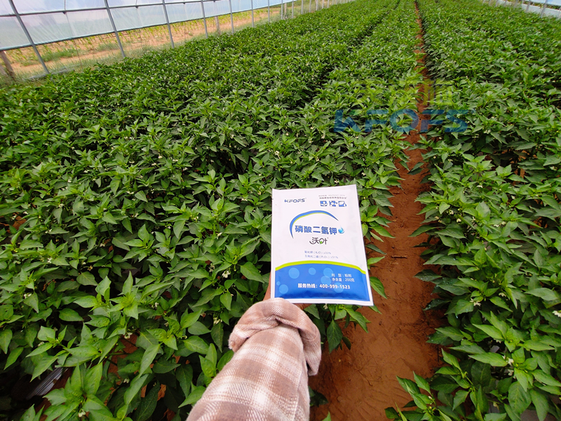 辣椒開花結(jié)果期用什么肥料？趙大叔說沃葉真不錯！