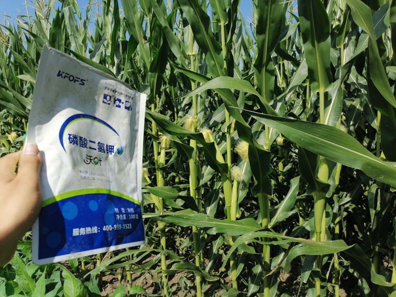 磷酸二氫鉀的用途，對作物有哪些好處