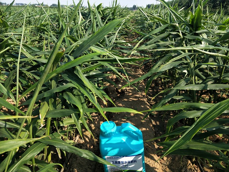 沖施肥的相關(guān)技術(shù)要點是什么？