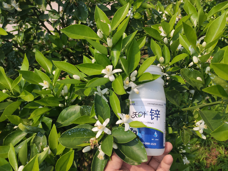 鋅肥為什么必不可少？需要知道這幾點