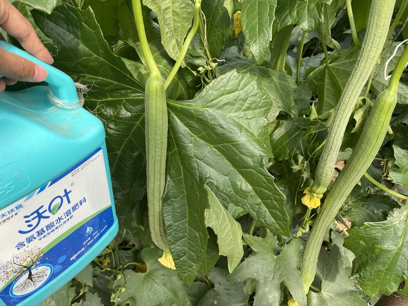 氨基酸水溶肥的效果真的那么好嗎？