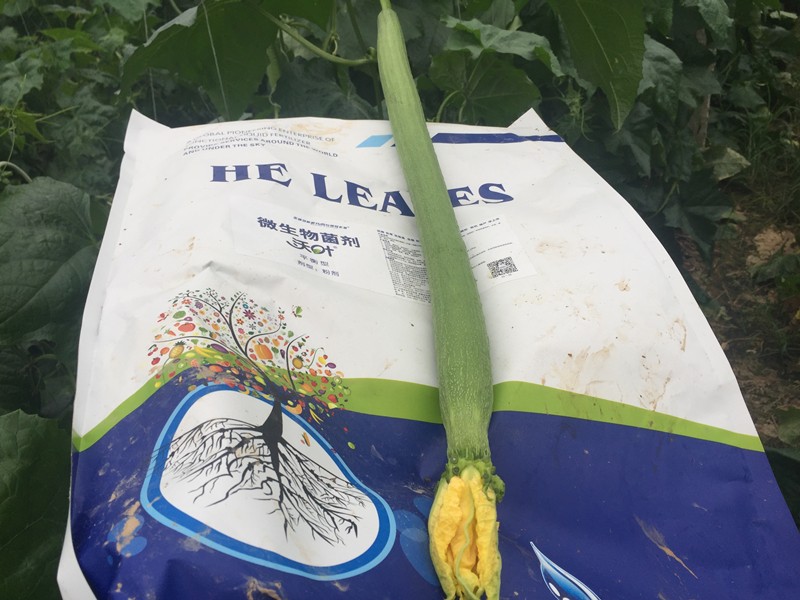 微生物菌劑哪家好？對比后的結(jié)果