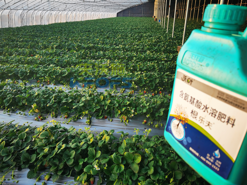 種草莓用什么肥料好？為何大姐只認(rèn)可沃葉！