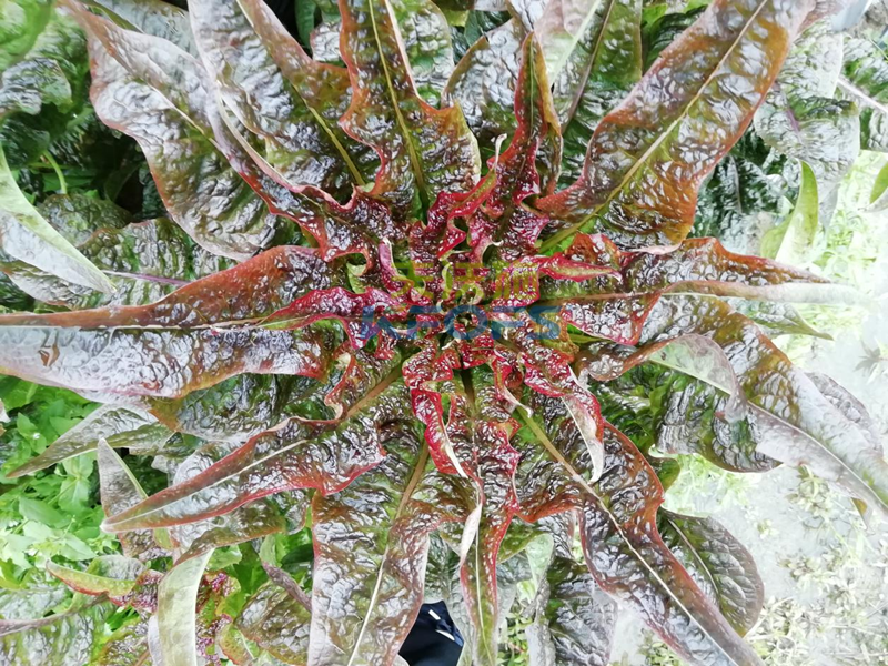 萵筍如何追肥？羅大哥說沃葉真不錯！