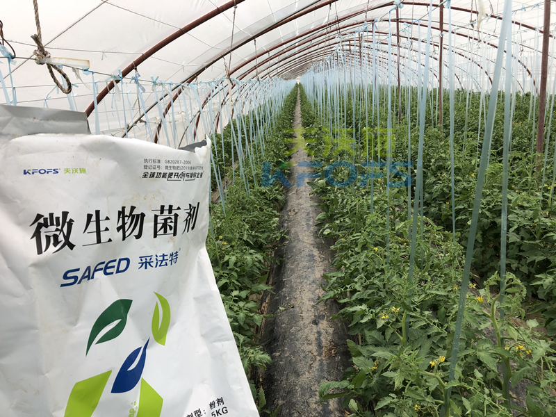 蔬菜施什么肥長得又快又好？張老板說采法特！