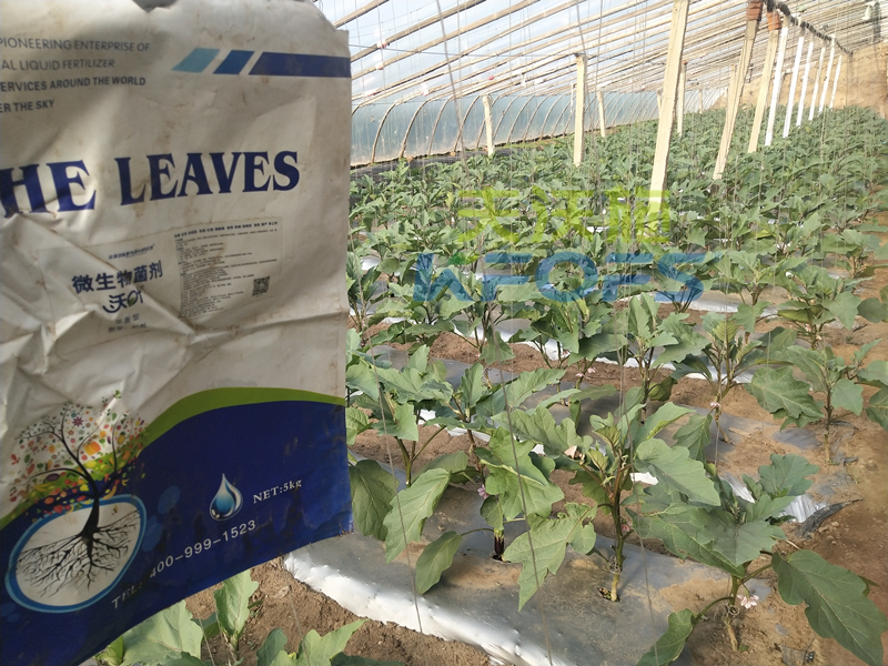 土壤板結(jié)用什么肥料好？基地老板推薦沃葉！