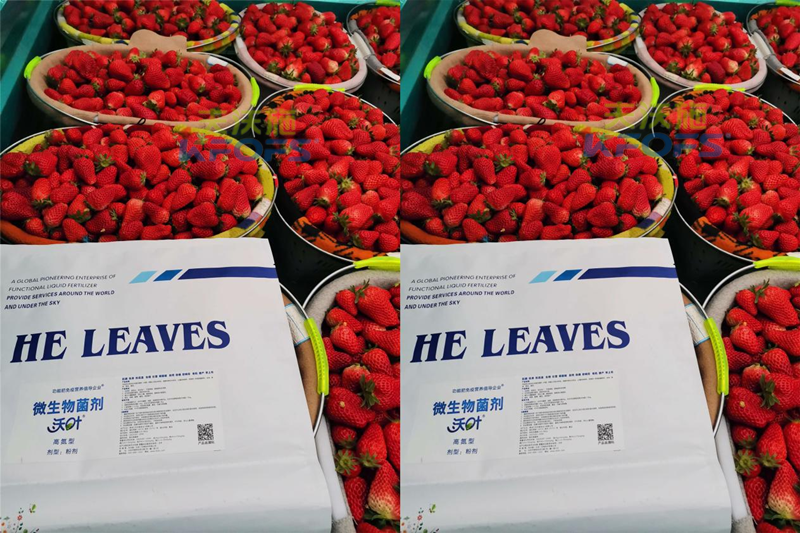 草莓種植技術(shù)與管理，教你實現(xiàn)品質(zhì)高產(chǎn)？