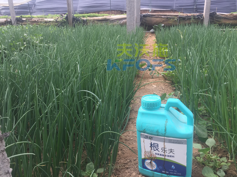 種蔥要用什么肥料？楊大叔案例！