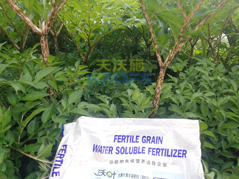 顆粒水溶肥，為何杜總只認(rèn)可這款！