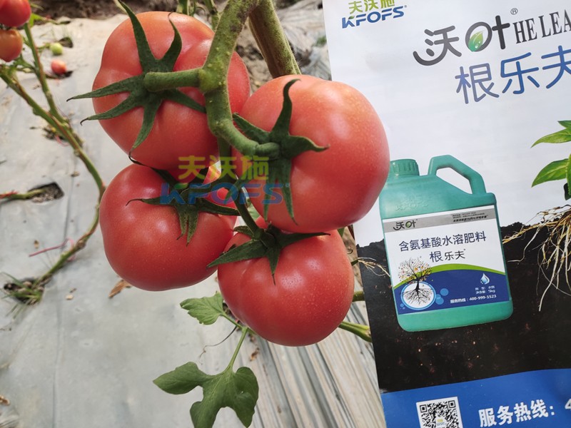 夫沃施水溶肥怎么樣？馮總告訴你答案