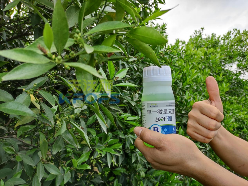 柑橘春季施肥技術(shù)與時間-沃葉硼肥.png