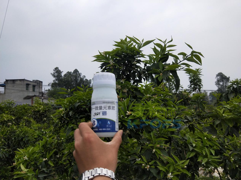 柑橘硼肥什么時(shí)候用比較好？