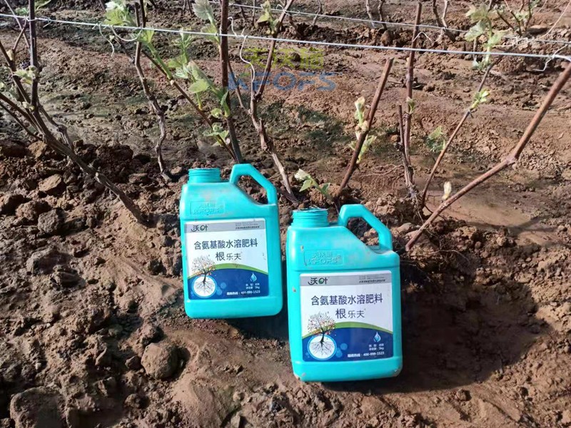葡萄萌芽期施肥技術(shù)-沃葉根樂(lè)夫生根劑.jpg