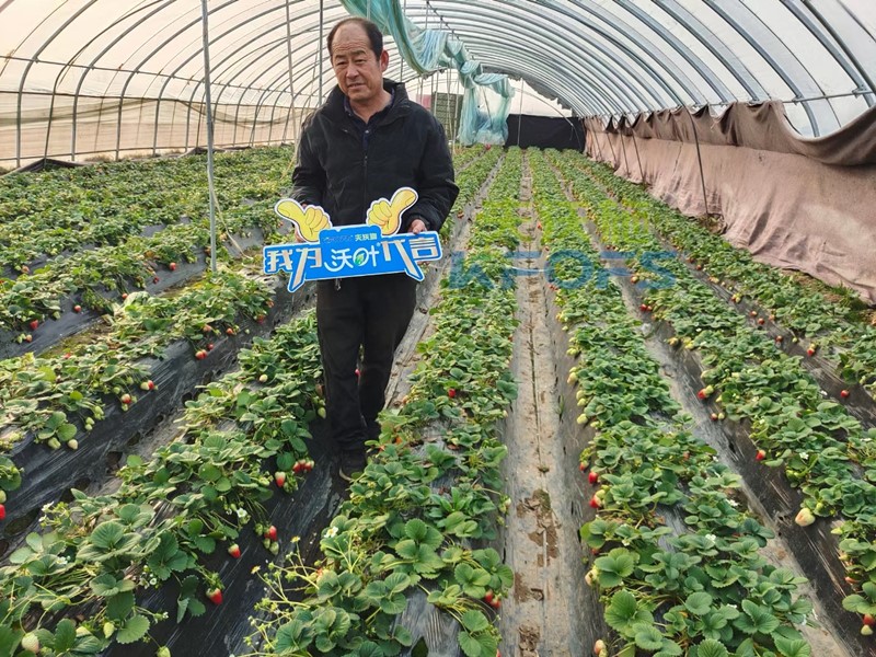 水溶肥廠家科普：草莓結(jié)果期死苗嚴(yán)重怎么辦？