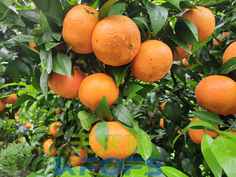 柑橘壯果肥什么時(shí)候施好？