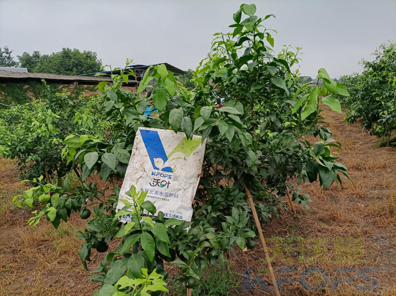 柑橘壯果肥什么時候施好-沃葉大量元素.png