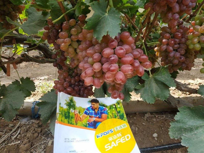 磷酸二氫鉀生產(chǎn)廠家介紹:使用磷酸二氫鉀有哪些注意事項(xiàng)