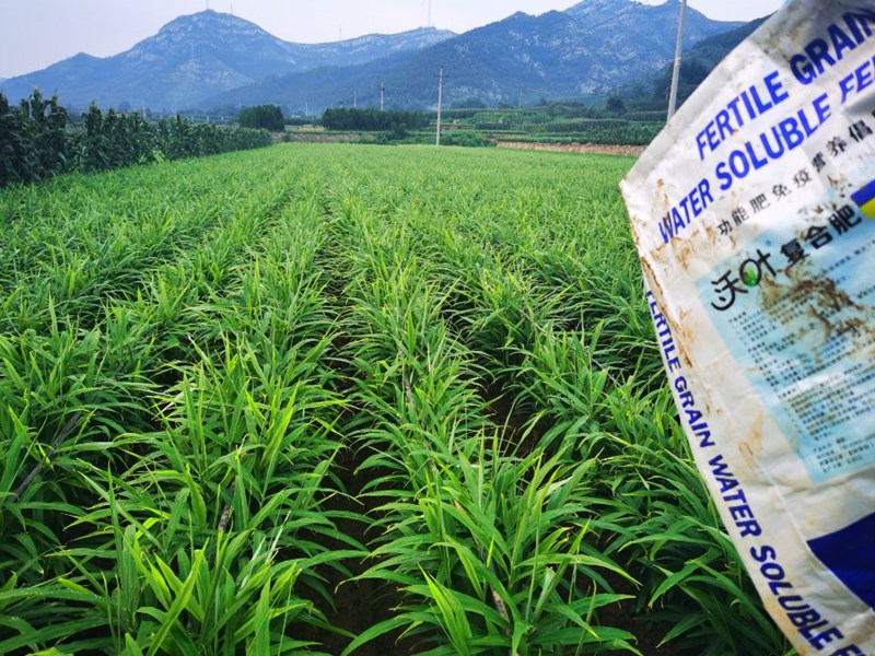 顆粒水溶肥，你不容錯(cuò)過