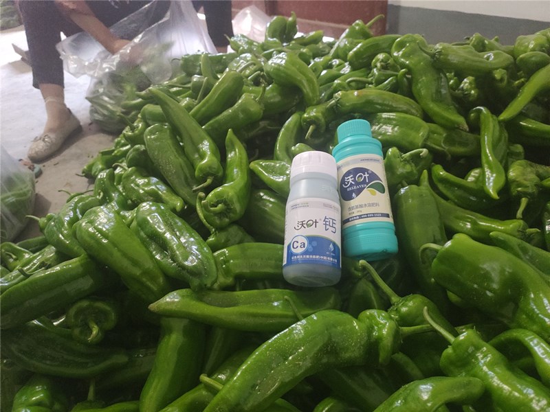 葉面肥批發(fā)廠家為什么前景好 葉面肥批發(fā)廠家為什么前景好