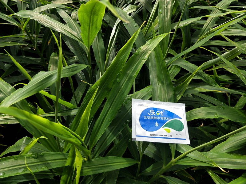 葉面肥批發(fā)廠家為什么人氣高 葉面肥批發(fā)廠家為什么人氣高