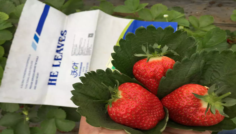 草莓怎么栽培？用什么水溶肥好？