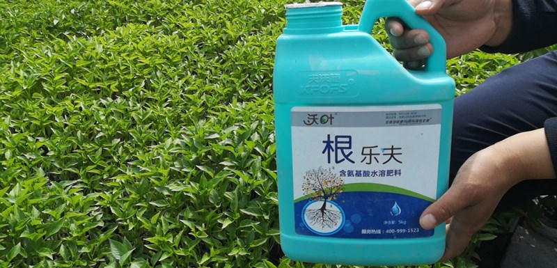 辣椒如何做好肥水管理？