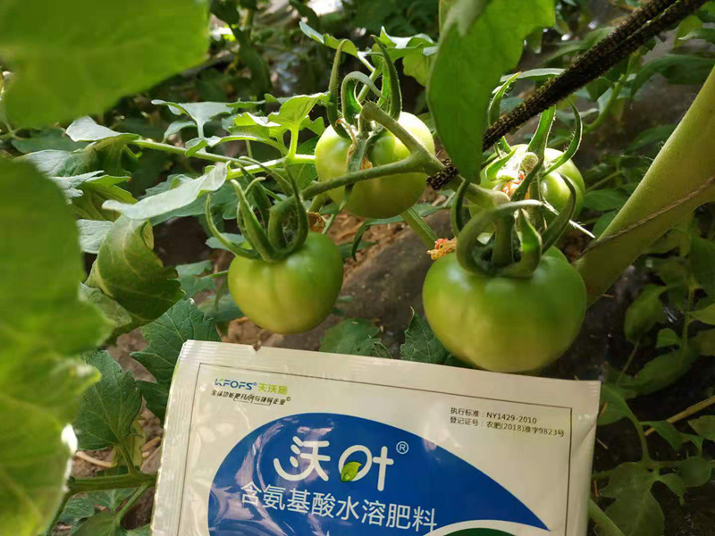 西紅柿使用什么水溶肥效果好？