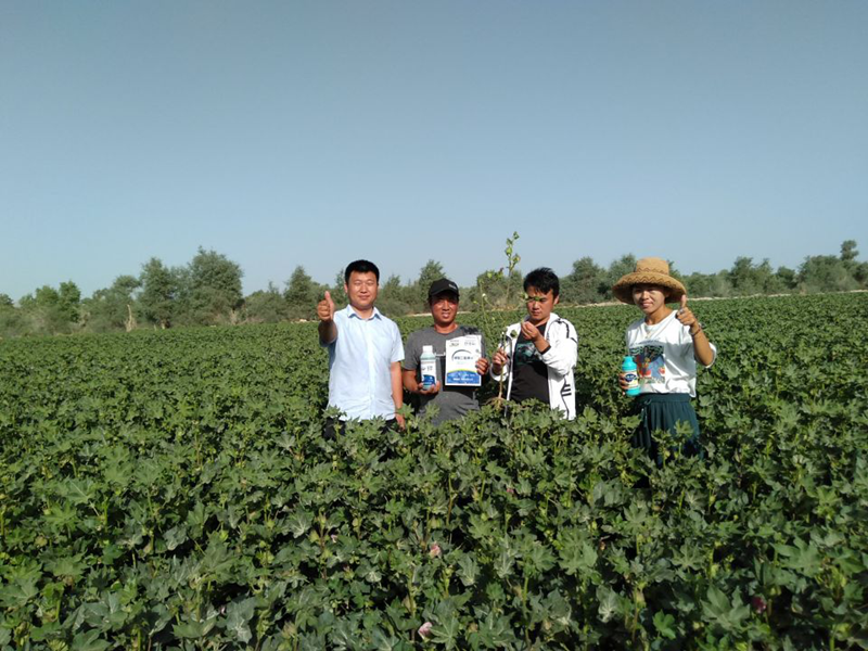 棉花栽培技術(shù)要點(diǎn)，這些知識(shí)你要掌握！